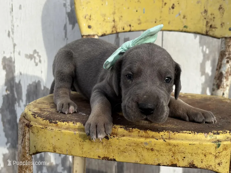 Teal girl – Great Dane puppy for sale in Leigh, NE