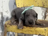 Teal girl, a female Great Dane for sale in Leigh, NE – Photo 1 of 4