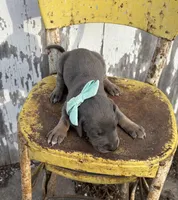 Teal girl, a female Great Dane for sale in Leigh, NE – Photo 2 of 4