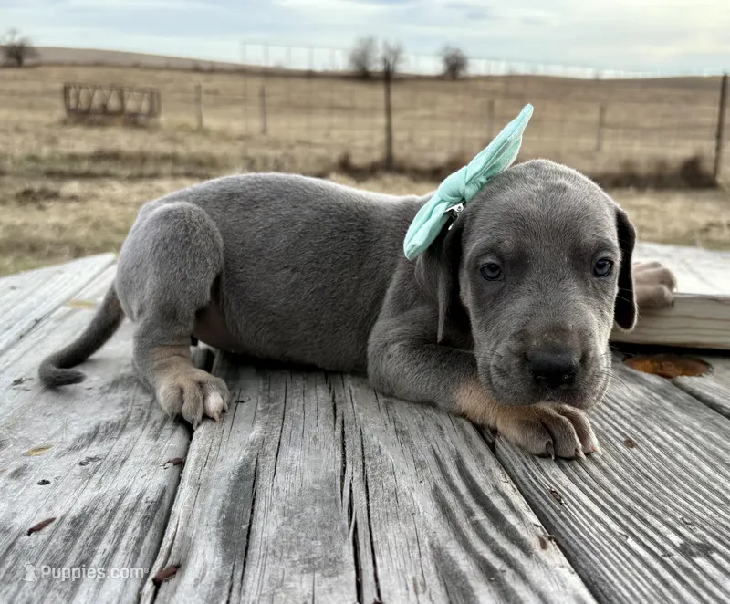 Teal girl – Great Dane puppy for sale in Leigh, NE