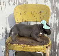 Teal girl, a female Great Dane for sale in Leigh, NE – Photo 4 of 4