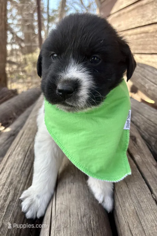 Green - Little Foot – Great Pyrenees, Newfoundland puppy for sale in Leigh, NE
