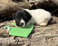 Green - Little Foot, a male Great Pyrenees and Newfoundland for sale in Leigh, NE – Photo 2 of 3