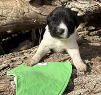 Green - Little Foot, a male Great Pyrenees and Newfoundland for sale in Leigh, NE – Photo 3 of 3