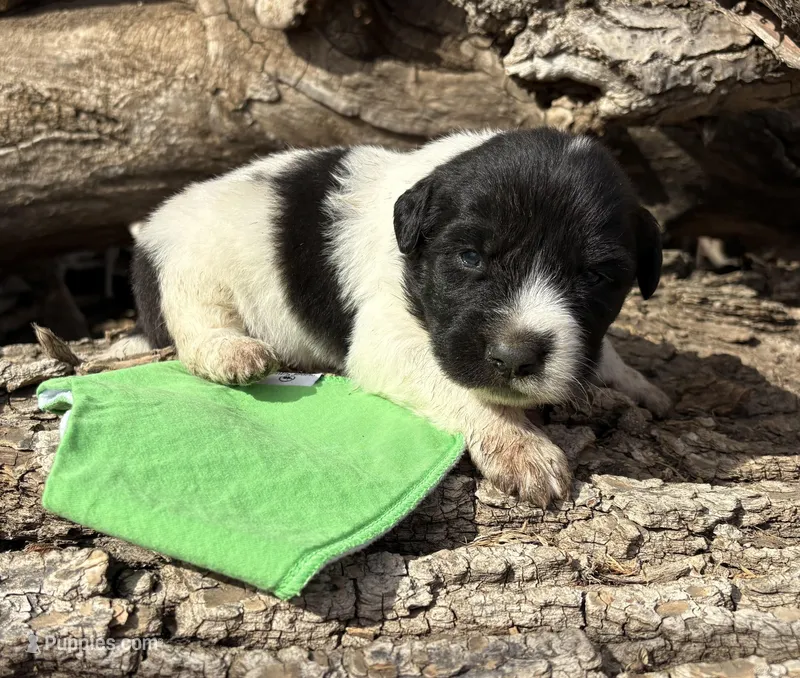 Green - Little Foot – Great Pyrenees, Newfoundland puppy for sale in Leigh, NE