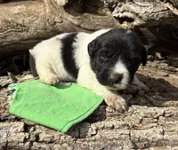 Green - Little Foot, a male Great Pyrenees and Newfoundland for sale in Leigh, NE – Photo 1 of 3