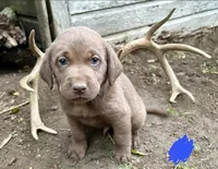 Cappuccino, a male Labrador Retriever for sale in Leigh, NE – 6 of 8