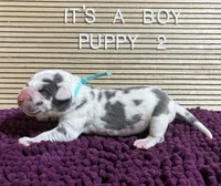 Teal #2, a male Great Dane for sale in Leigh, NE – Photo 4 of 8