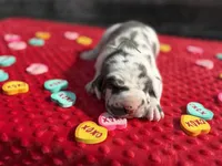 Teal #2, a male Great Dane for sale in Leigh, NE – Photo 1 of 8