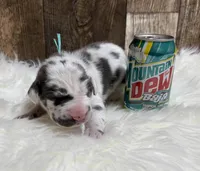 Teal #2, a male Great Dane for sale in Leigh, NE – Photo 7 of 8