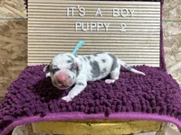 Teal #2, a male Great Dane for sale in Leigh, NE – Photo 8 of 8