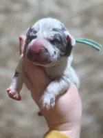 Teal #2, a male Great Dane for sale in Leigh, NE – Photo 6 of 8