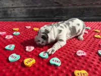 Teal #2, a male Great Dane for sale in Leigh, NE – Photo 2 of 8