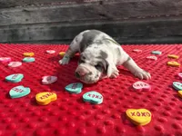 Teal #2, a male Great Dane for sale in Leigh, NE – Photo 3 of 8