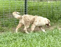 Lily, a female Australian Shepherd for sale in Leigh, NE – 2 of 4
