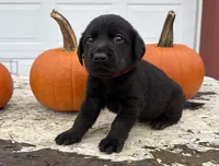Boba, a male Labrador Retriever for sale in Leigh, NE – 5 of 10