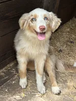 Lily, a female Australian Shepherd for sale in Leigh, NE – 4 of 4