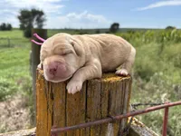 Theodore, a male Labrador Retriever for sale in Leigh, NE – 4 of 7