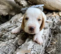 Firecracker, a female Basset Hound for sale in Leigh, NE – 3 of 9