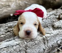Ketchup, a female Basset Hound for sale in Leigh, NE – 3 of 6