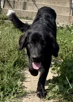 Onyx, a female Great Pyrenees and Newfoundland for sale in Leigh, NE – 5 of 9