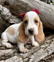 Ketchup, a female Basset Hound for sale in Leigh, NE – 1 of 6