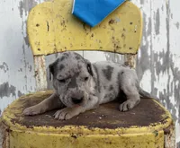 Blue boy, a male Great Dane for sale in Leigh, NE – Photo 2 of 4