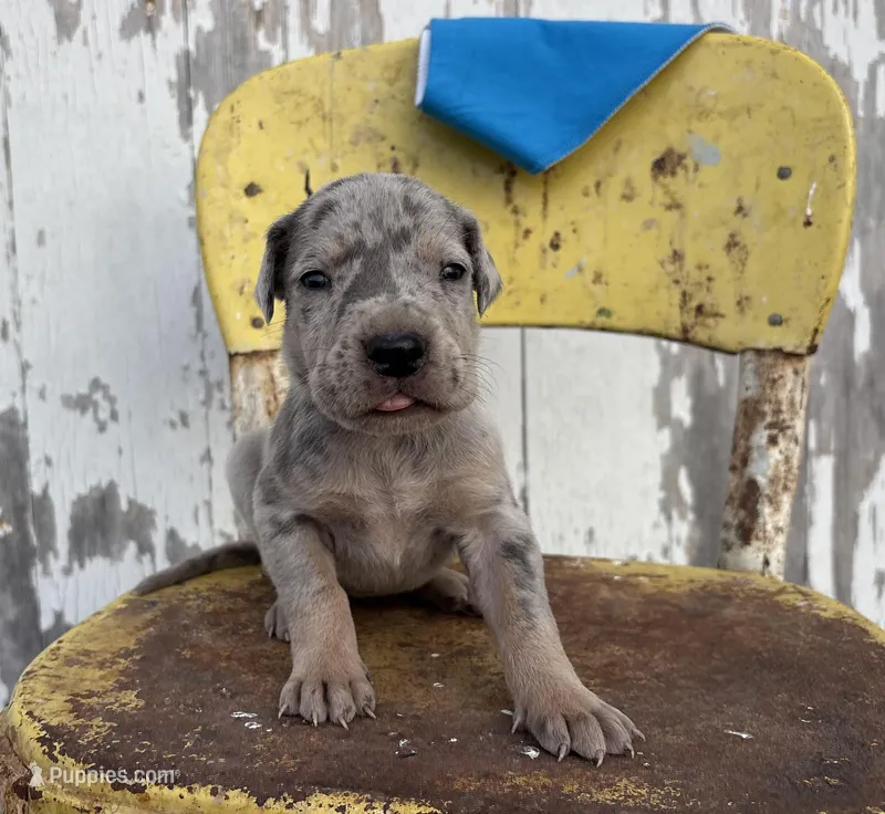 Blue boy – Great Dane puppy for sale in Leigh, NE