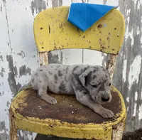 Blue boy, a male Great Dane for sale in Leigh, NE – Photo 3 of 4