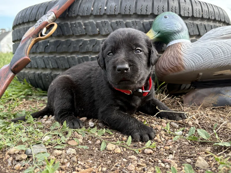 Boba – Labrador Retriever puppy for sale in Leigh, NE