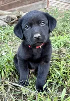 Boba, a male Labrador Retriever for sale in Leigh, NE – 1 of 10
