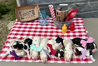 BBQ, a male Basset Hound for sale in Leigh, NE – 4 of 8