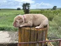 Theodore, a male Labrador Retriever for sale in Leigh, NE – 5 of 7