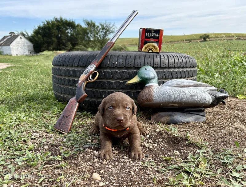 Chai – Labrador Retriever puppy for sale in Leigh, NE
