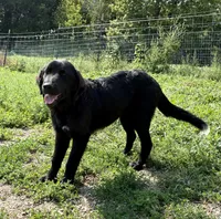 Onyx, a female Great Pyrenees and Newfoundland for sale in Leigh, NE – 2 of 9