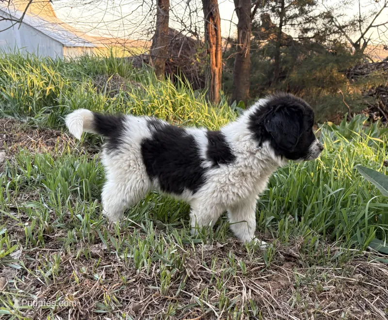 Teal - Petrie – Great Pyrenees, Newfoundland puppy for sale in Leigh, NE