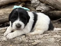 Teal - Petrie, a female Great Pyrenees and Newfoundland for sale in Leigh, NE – Photo 2 of 3