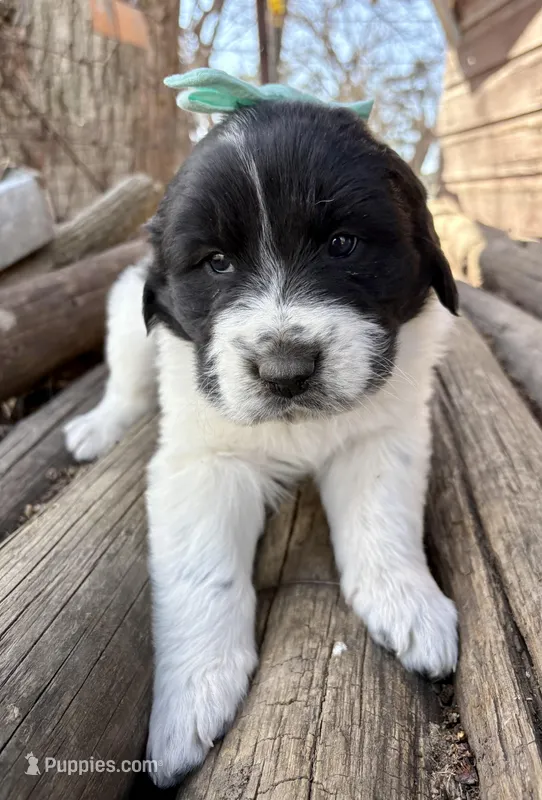 Teal - Petrie – Great Pyrenees, Newfoundland puppy for sale in Leigh, NE