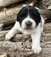 Teal - Petrie, a female Great Pyrenees and Newfoundland for sale in Leigh, NE – Photo 3 of 3