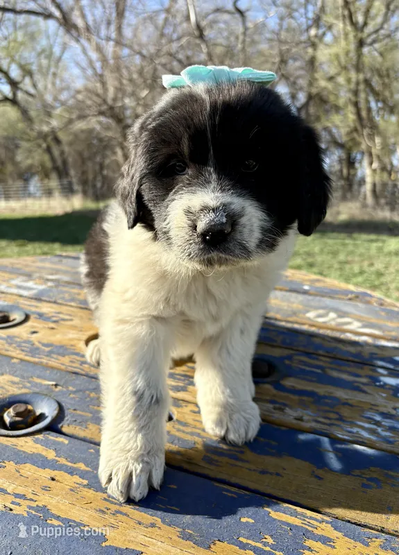 Teal - Petrie – Great Pyrenees, Newfoundland puppy for sale in Leigh, NE