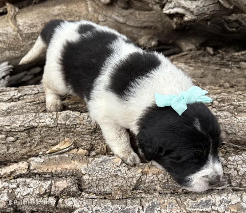 Teal - Petrie – Great Pyrenees, Newfoundland puppy for sale in Leigh, NE