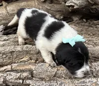 Teal - Petrie, a female Great Pyrenees and Newfoundland for sale in Leigh, NE – Photo 1 of 3