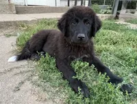 Onyx, a female Great Pyrenees and Newfoundland for sale in Leigh, NE – 2 of 2