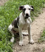 Harley, a female Great Dane for sale in Leigh, NE – 3 of 12