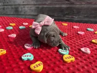 Light Pink #4, a female Great Dane for sale in Leigh, NE – Photo 1 of 6