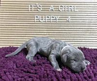 Light Pink #4, a female Great Dane for sale in Leigh, NE – Photo 4 of 6