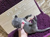 Light Pink #4, a female Great Dane for sale in Leigh, NE – Photo 5 of 6