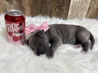 Light Pink #4, a female Great Dane for sale in Leigh, NE – Photo 3 of 6