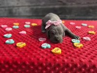 Light Pink #4, a female Great Dane for sale in Leigh, NE – Photo 2 of 6