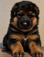 Yellow Collar, a male German Shepherd Dog for sale in Sonora, CA – 1 of 1